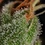 Tangie
