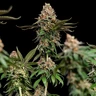 Strawberry Cough