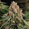 Strawberry Cough