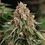 Strawberry Cough