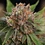 Strawberry Cough