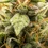Tropicana Cookies Purple Auto