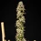 Mexican Rush Auto