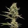 Sticky Queen Auto