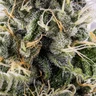 Sticky Queen Auto