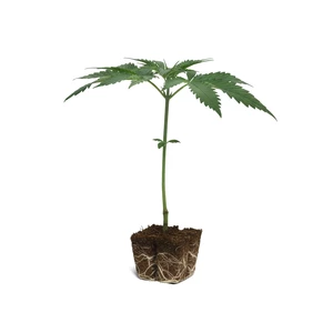 Klony Tangie