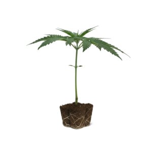 Shining Silver Haze Clone