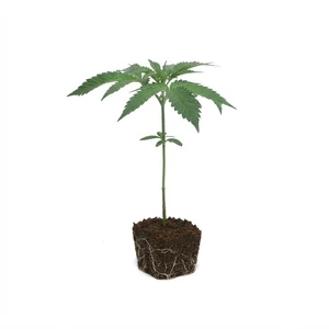 Klony Larry OG