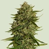 Quantum Terp F1