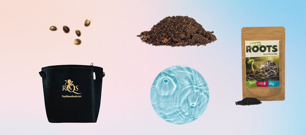 How to Grow Weed Indoors Without Lights How to Grow Weed Indoors Without Lights
