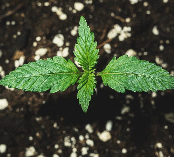 Purple Queen Automatic Grow Report Purple Queen Automatic Grow Report