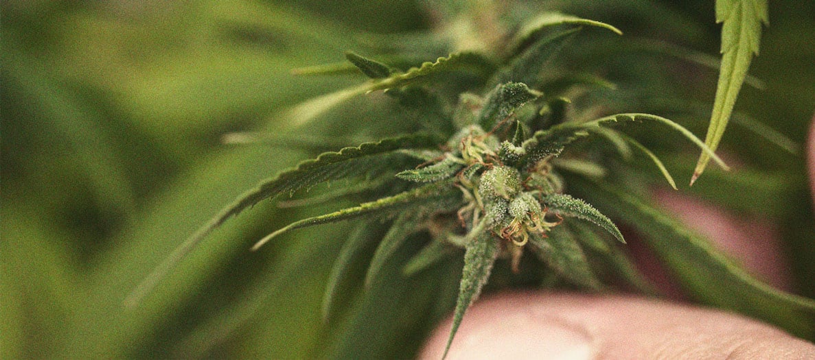 Identificación y tratamiento de las enfermedades más comunes del cannabis