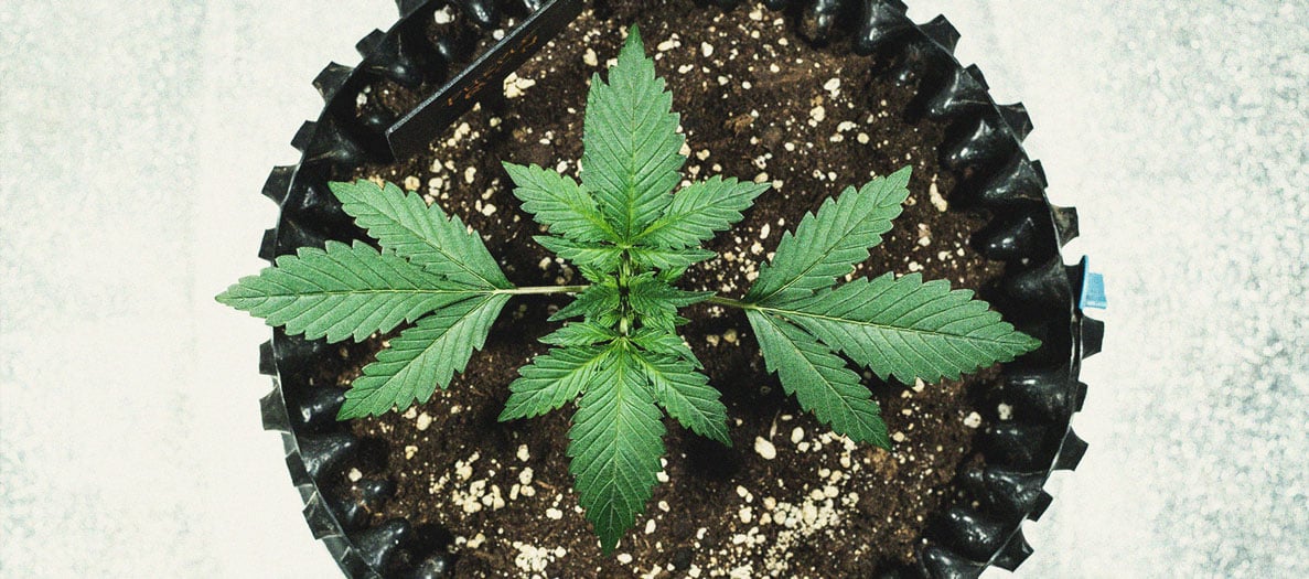 Purple Queen Automatic Grow Report Purple Queen Automatic Grow Report