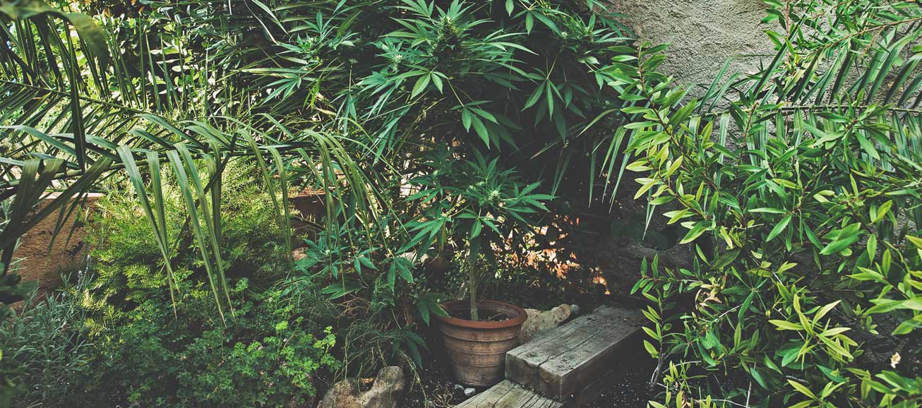 The Basics of Cannabis Outdoor Growing (Part 1)