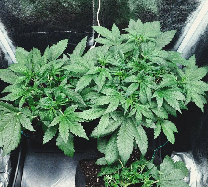 Purple Queen Automatic Grow Report Purple Queen Automatic Grow Report