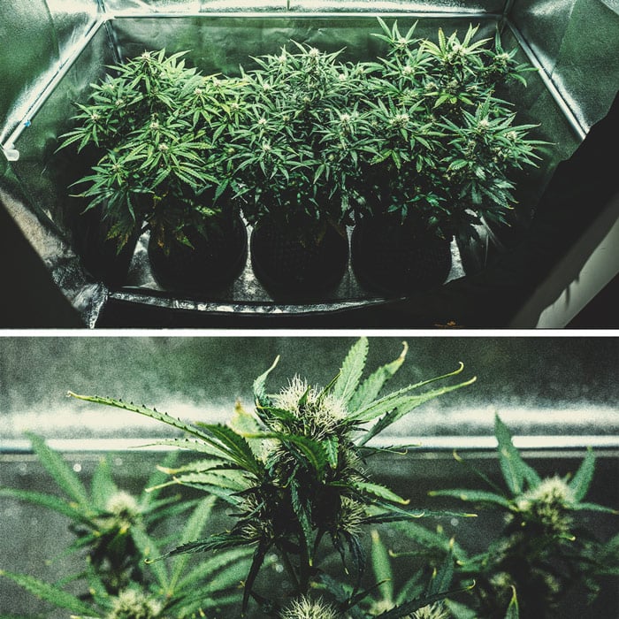 Kweekverslag Purple Punch Automatic Kweekverslag Purple Punch Automatic