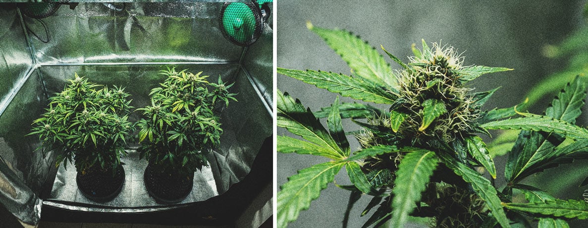 Kweekverslag Purple Punch Automatic Kweekverslag Purple Punch Automatic