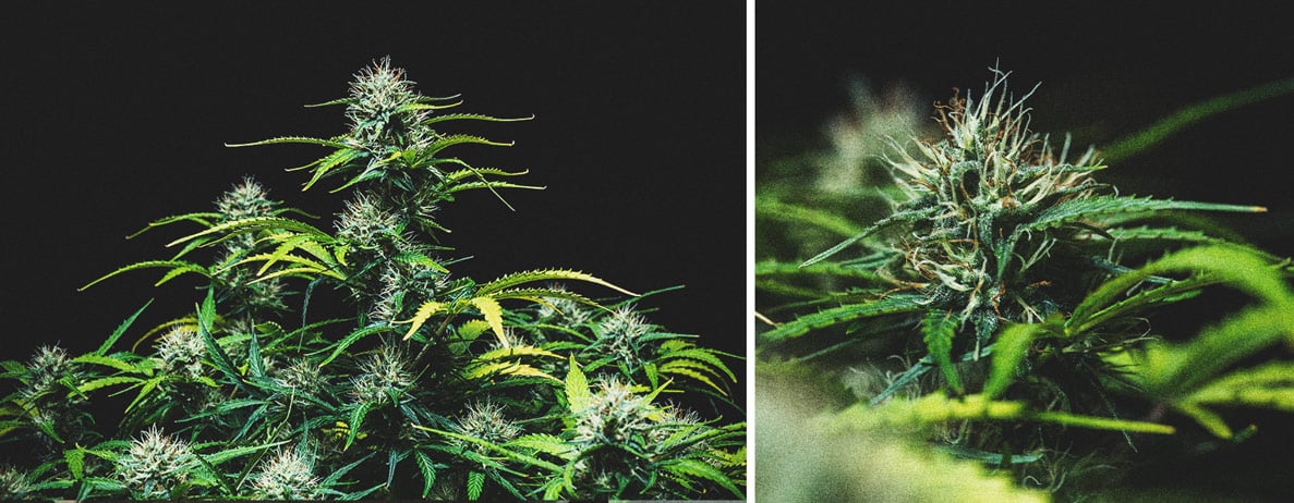 Kweekverslag Purple Punch Automatic Kweekverslag Purple Punch Automatic
