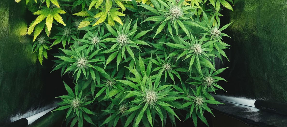Purple Queen Automatic Grow Report Purple Queen Automatic Grow Report
