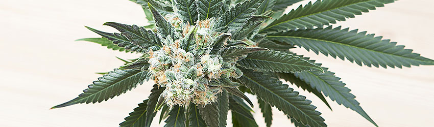 Cannabis Flowering