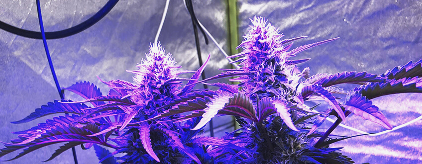 Amnesia Haze Amnesia Haze