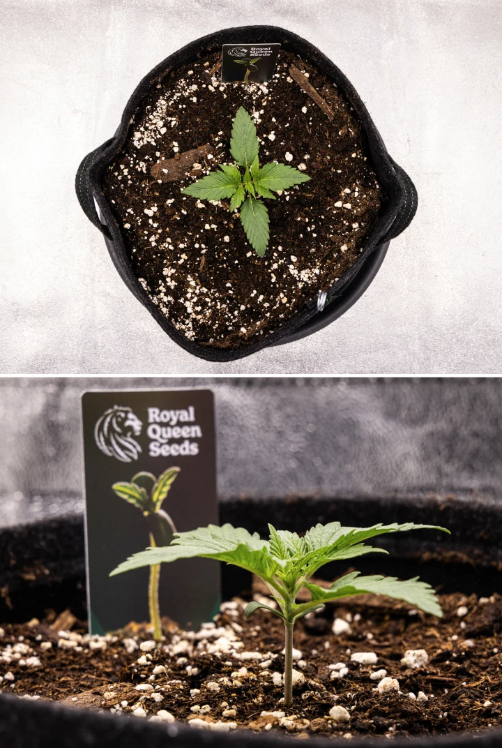 Grow report Atlas F1: 1. týden, fáze sazenice Sazenice konopí Atlas F1 rostoucí v textilním květináči během 1. týdne grow reportu, ukazující raný vývoj listů, zdravý substrát, perlit a štítek Royal Queen Seeds.