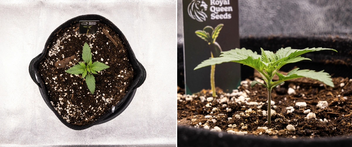 Grow report Atlas F1: 1. týden, fáze sazenice Sazenice konopí Atlas F1 rostoucí v textilním květináči během 1. týdne grow reportu, ukazující raný vývoj listů, zdravý substrát, perlit a štítek Royal Queen Seeds.