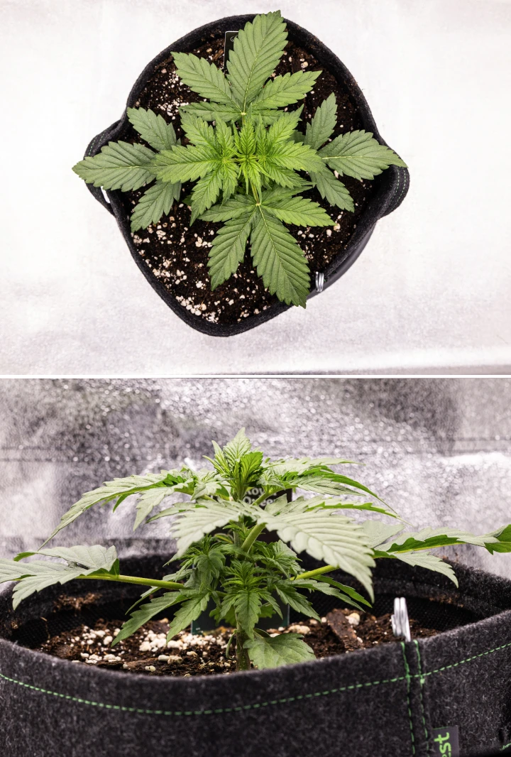 Grow report Atlas F1: 2. týden, vegetativní růst Rostlina konopí Atlas F1 rostoucí v textilním květináči během 2. týdne grow reportu, ukazující zdravý vegetativní růst, široké zelené listy, substrát s perlitem a kompaktní strukturu rostliny.