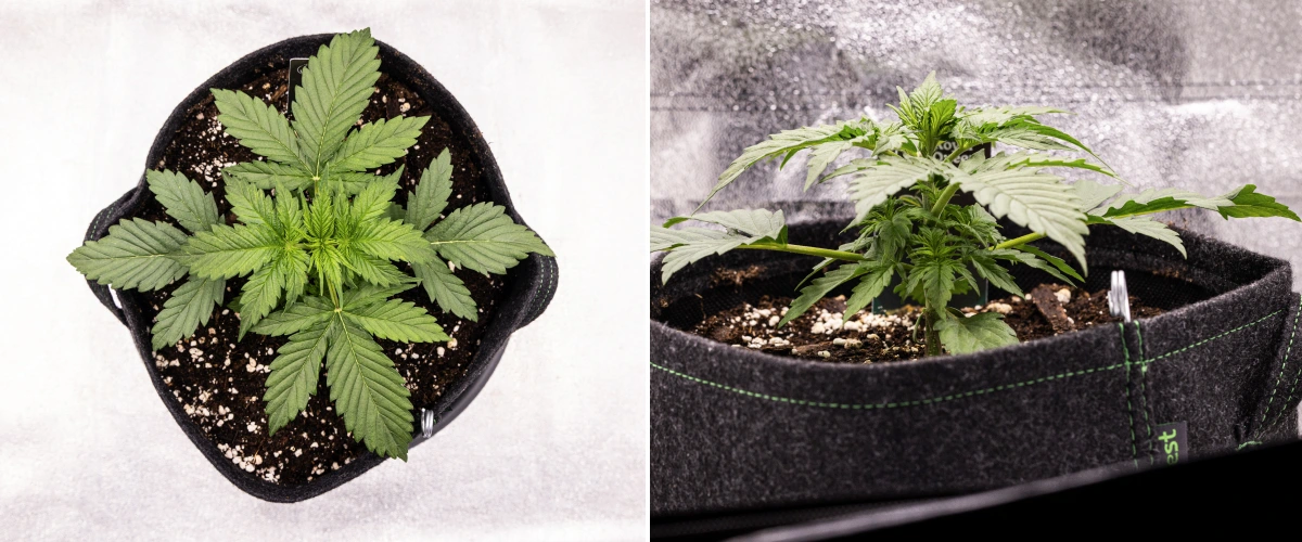 Grow report Atlas F1: 2. týden, vegetativní růst Rostlina konopí Atlas F1 rostoucí v textilním květináči během 2. týdne grow reportu, ukazující zdravý vegetativní růst, široké zelené listy, substrát s perlitem a kompaktní strukturu rostliny.