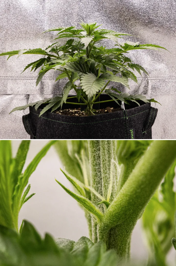 Grow report Atlas F1: 3. týden, rané kvetení Rostlina konopí Atlas F1 rostoucí v textilním květináči během 3. týdne grow reportu, ukazující kompaktní růst, první známky kvetení, bílé pestíky a zdravé zelené listy.