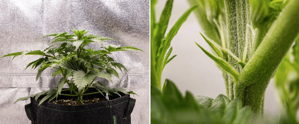 Grow report Atlas F1: 3. týden, rané kvetení Rostlina konopí Atlas F1 rostoucí v textilním květináči během 3. týdne grow reportu, ukazující kompaktní růst, první známky kvetení, bílé pestíky a zdravé zelené listy.