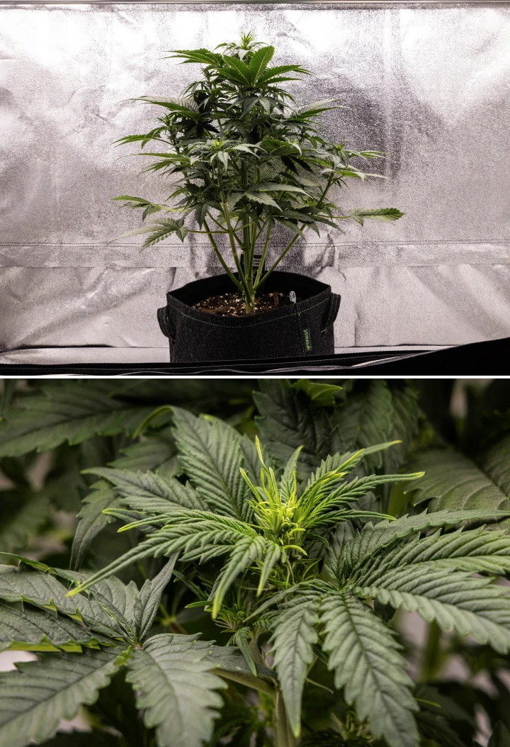Grow report Atlas F1: 4. týden, květový stretch Rostlina konopí Atlas F1 rostoucí v textilním květináči během 4. týdne grow reportu, ukazující silný vertikální růst, ranou tvorbu květů, zdravé zelené listy a viditelná místa kvetení.