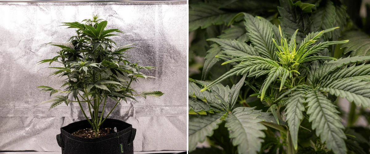 Grow report Atlas F1: 4. týden, květový stretch Rostlina konopí Atlas F1 rostoucí v textilním květináči během 4. týdne grow reportu, ukazující silný vertikální růst, ranou tvorbu květů, zdravé zelené listy a viditelná místa kvetení.