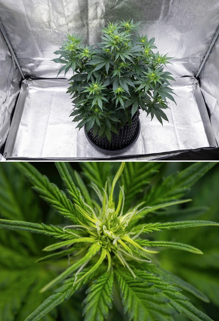 Grow report Atlas F1: 5. týden, vývoj květů Rostlina konopí Atlas F1 rostoucí v textilním květináči během 5. týdne grow reportu, ukazující několik míst kvetení, vyvíjející se květy, bílé pestíky a zdravé zelené listy.