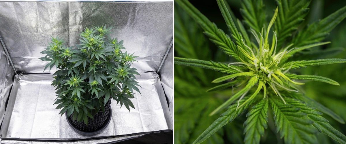 Grow report Atlas F1: 5. týden, vývoj květů Rostlina konopí Atlas F1 rostoucí v textilním květináči během 5. týdne grow reportu, ukazující několik míst kvetení, vyvíjející se květy, bílé pestíky a zdravé zelené listy.