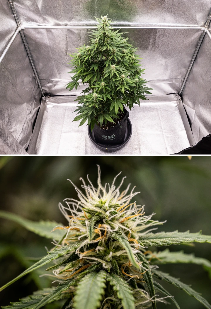 Grow report Atlas F1: 6. týden, pryskyřičné květy Rostlina konopí Atlas F1 rostoucí v textilním květináči během 6. týdne grow reportu, ukazující hustý vývoj květů, bílé a oranžové pestíky, pryskyřičné trichomy a zdravý růst ve fázi kvetení.
