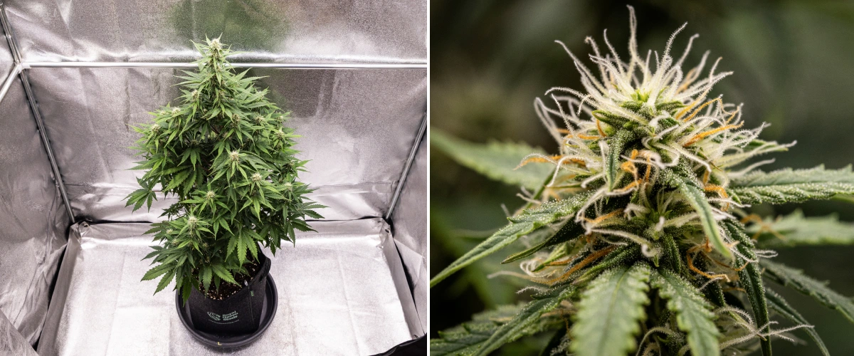 Grow report Atlas F1: 6. týden, pryskyřičné květy Rostlina konopí Atlas F1 rostoucí v textilním květináči během 6. týdne grow reportu, ukazující hustý vývoj květů, bílé a oranžové pestíky, pryskyřičné trichomy a zdravý růst ve fázi kvetení.