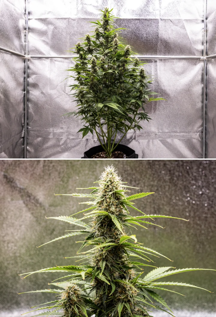 Grow report Atlas F1: 7. týden, zralé květy Rostlina konopí Atlas F1 rostoucí v textilním květináči během 7. týdne grow reportu, ukazující vývoj zralých květů, pryskyřičné květy, oranžové pestíky a vysokou centrální palici.