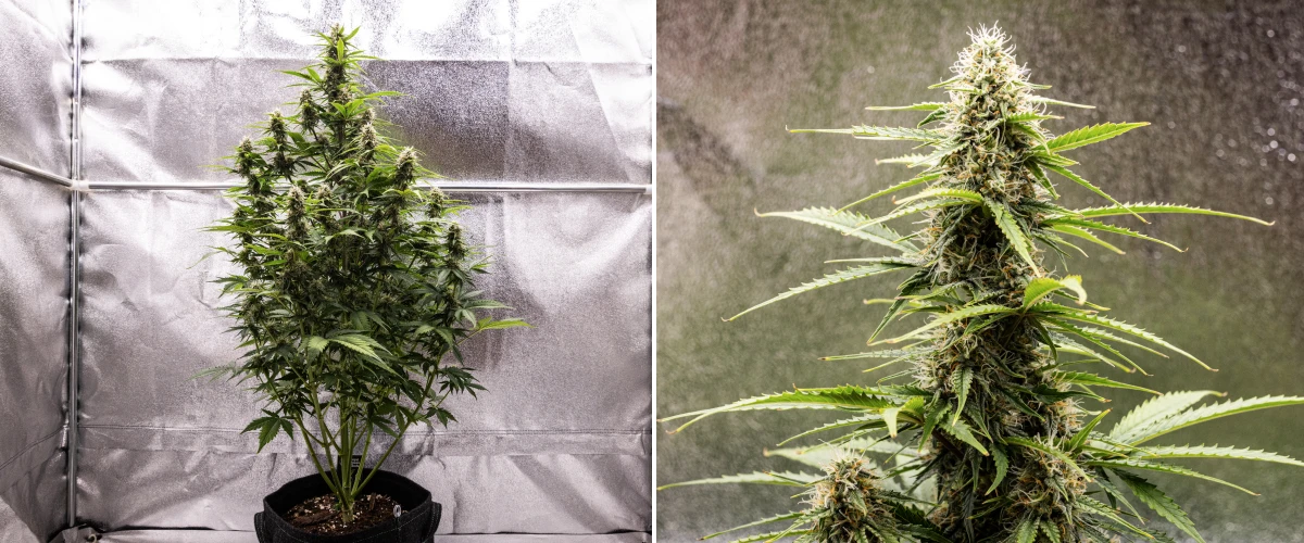 Grow report Atlas F1: 7. týden, zralé květy Rostlina konopí Atlas F1 rostoucí v textilním květináči během 7. týdne grow reportu, ukazující vývoj zralých květů, pryskyřičné květy, oranžové pestíky a vysokou centrální palici.