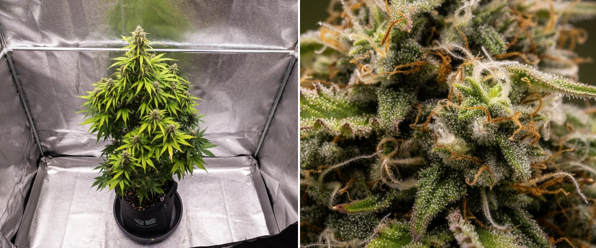 Grow report Atlas F1: 8. týden, květy připravené ke sklizni Rostlina konopí Atlas F1 rostoucí v textilním květináči během 8. týdne grow reportu, ukazující ojíněné zralé květy, husté pokrytí trichomy, oranžové pestíky a růst ve fázi kvetení připravený ke sklizni.