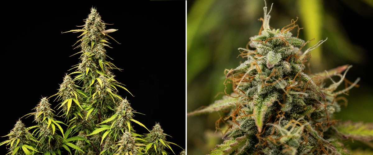 Grow report Atlas F1: 9. týden, závěrečné dozrávání Rostlina konopí Atlas F1 během 9. týdne grow reportu, ukazující plně dozrálé květy, husté pokrytí trichomy, oranžové pestíky, blednoucí listy a zralý růst ve fázi kvetení.