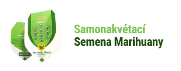 Samonakvetaci semena konopi