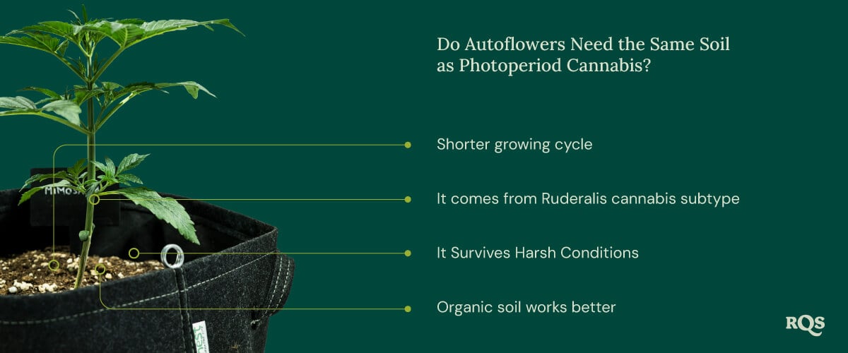 Auto vs photoperiod soil Auto vs photoperiod soil