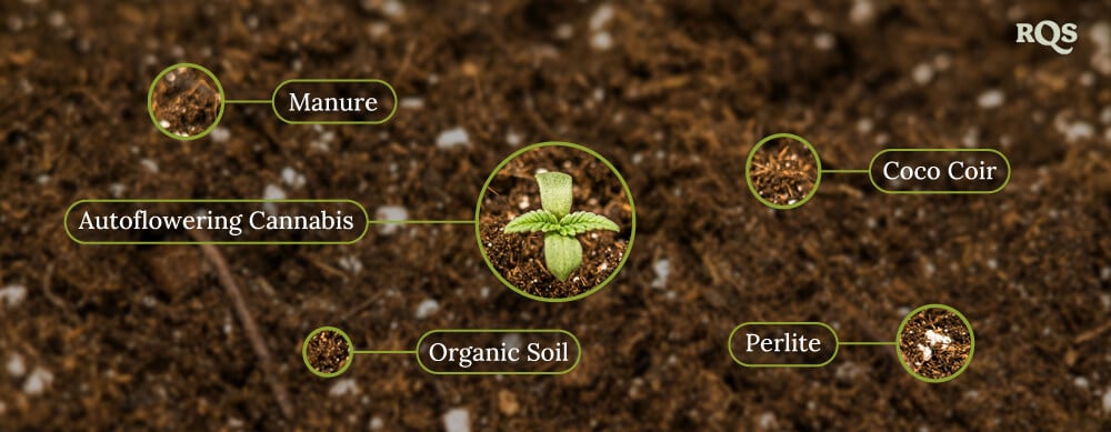 Autoflowering cannabis soil Autoflowering cannabis soil