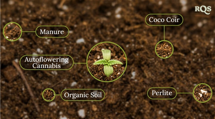 Autoflowering cannabis soil Autoflowering cannabis soil