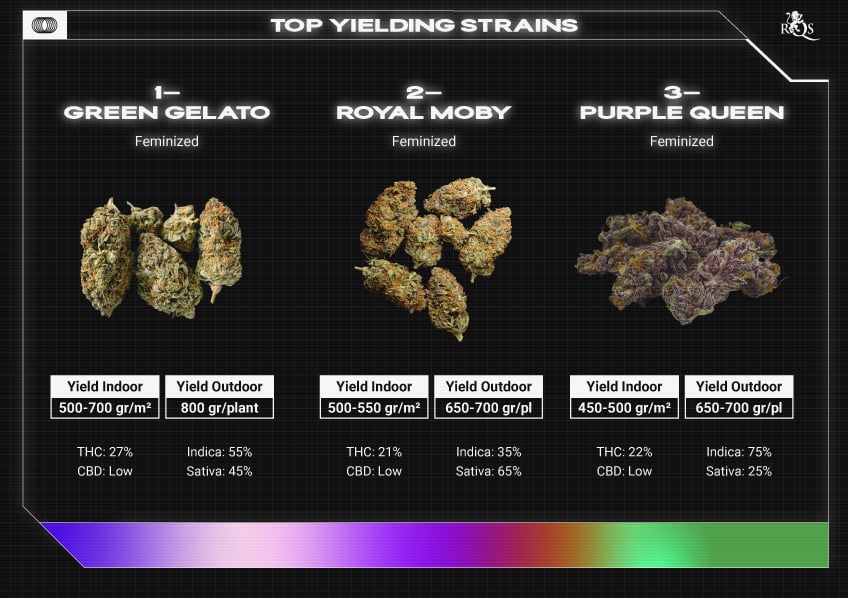 Top RQS Fast-Flowering Strains