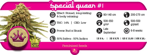 Special Queen Cannabis strain report