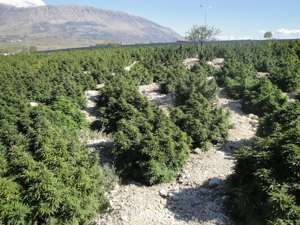 Obrovské pole konopí pěstované na speciální velikosti Queen Seeds