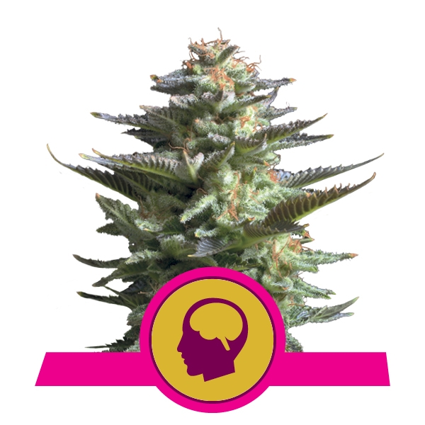 Buy Feminized Amnesia Haze Cannabis Seeds
Buy Feminized Amnesia Haze Cannabis Seeds