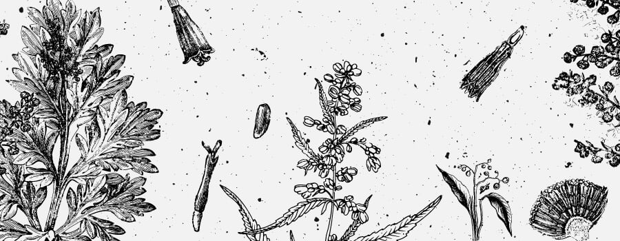 Borneol Cannabis Terpenes